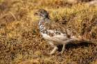 USA-Colorado-Mt Evans White-tailed ptarmigan bird changing plumage Art Print